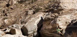 Saguaro Forest